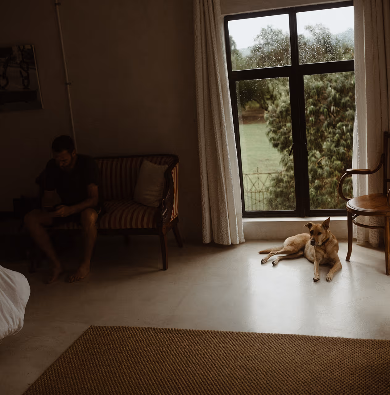 Light brown dog lying on the floor near a large window with rain droplets, a man sitting on a striped couch, and a wooden chair in a cozy room.